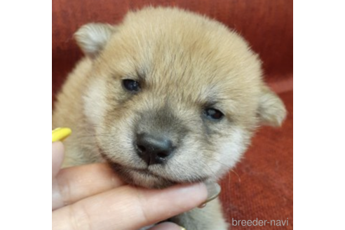 成約済の富山県の柴犬-180512の1枚目